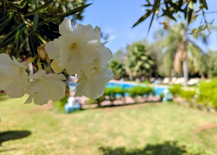 Palmeras
